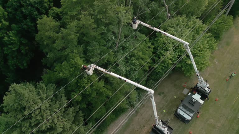 How Our Tree Care Process Works  in Port Norris, NJ